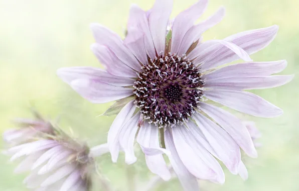 Flower, macro, lilac, petals, osteospermum