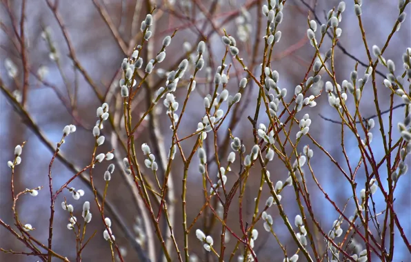 Branches, spring, Verba