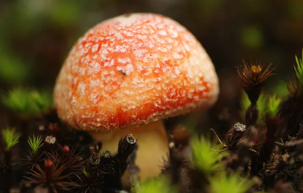 Forest, macro, mushroom, mushroom