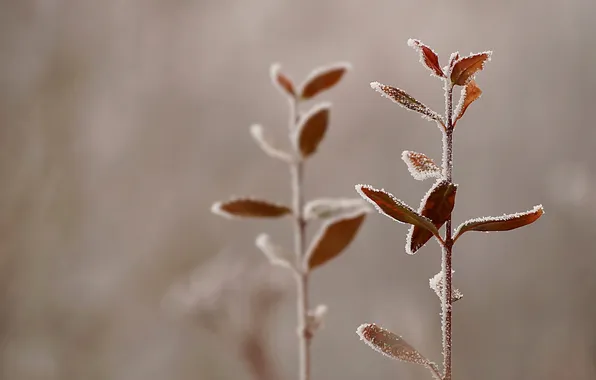 Frost, autumn, leaves, plant, stem, crystals