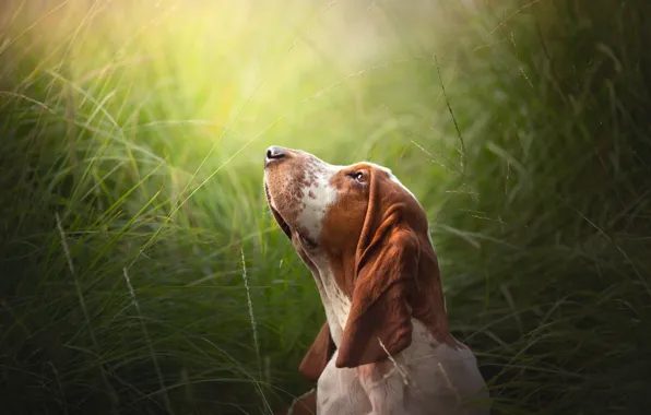 Grass, face, dog, The Basset hound