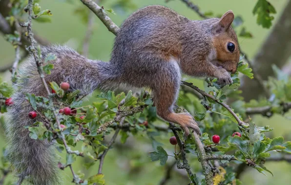Branches, berries, protein, hawthorn