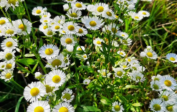 Flowers, White, Natura