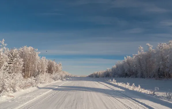 Wallpaper Winter Frost The Sky Bird Tree Road Frost Cedars For