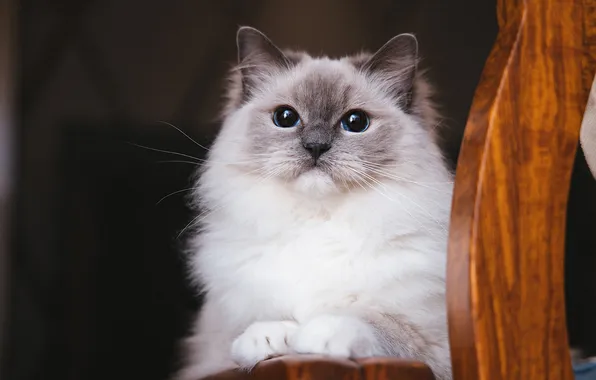 Cat, cat, look, pose, face