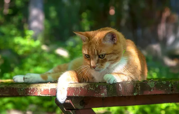 Greens, cat, summer, cat, look, light, bench, nature