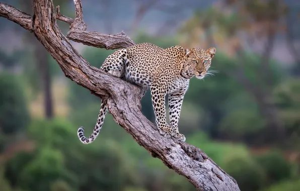 Nature, pose, tree, leopard