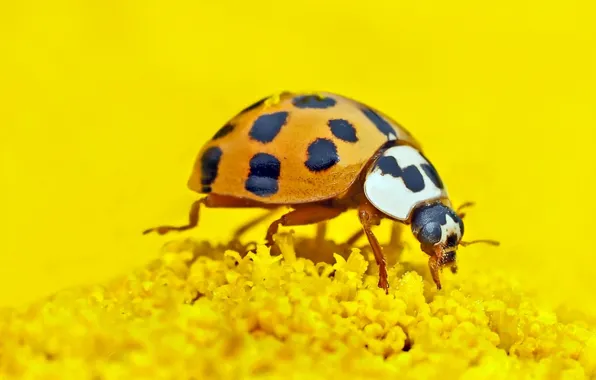 Picture ladybug, insect, nature
