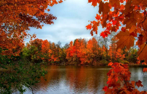 Autumn, trees, nature, river