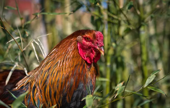 Leaves, branches, nature, bird, portrait, brown, bokeh, cock