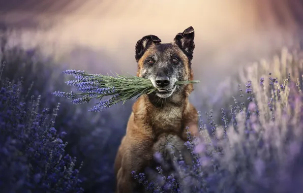 Each, dog, lavender