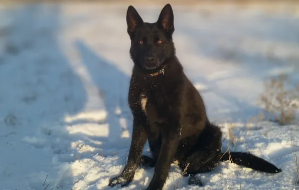 Look, dog, black, collar, shepherd