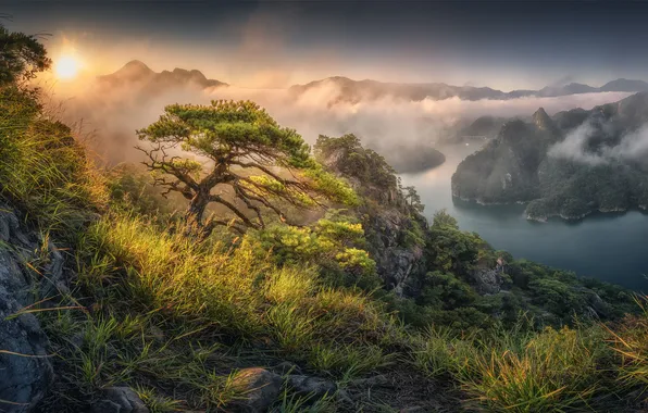 Greens, grass, the sun, mountains, fog, river, rocks, dawn