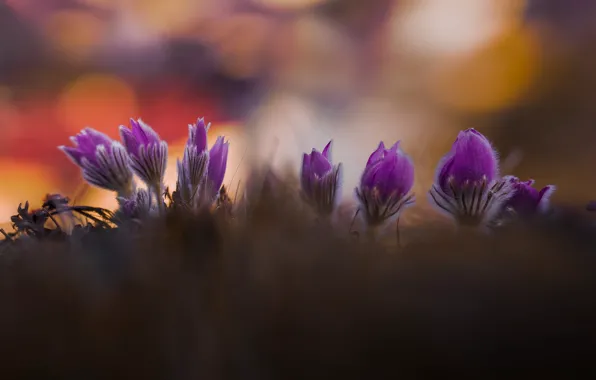 Light, flowers, nature, glare, background, glade, blur, spring