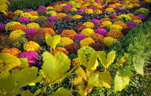 Summer, leaves, flowers, branch, yellow, garden, red, pink