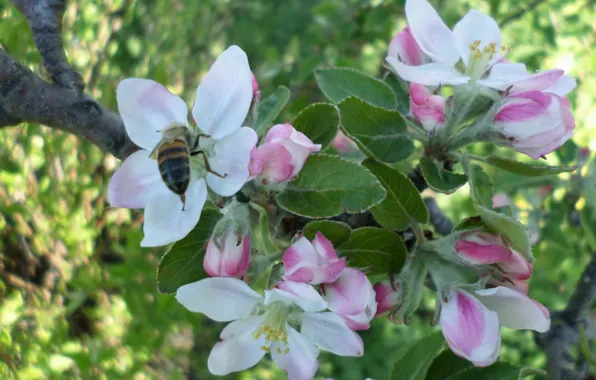 Picture bee, spring, may, Apple, flowering