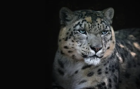 Picture look, face, portrait, IRBIS, snow leopard, black background, wild cat