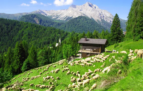 Sheep, Alps, pasture, farm