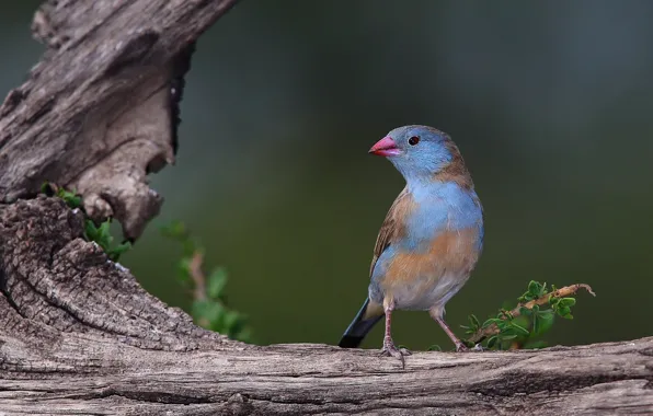 Bird, snag, Angolan astrild