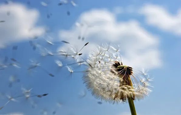 BACKGROUND, WHITE, The SKY, FLIGHT, DANDELION, FLUFF