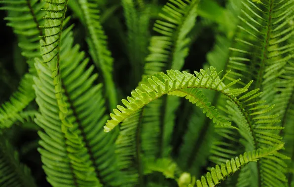 Picture greens, thickets, fern