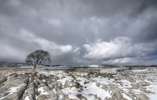 Winter, field, snow, trees