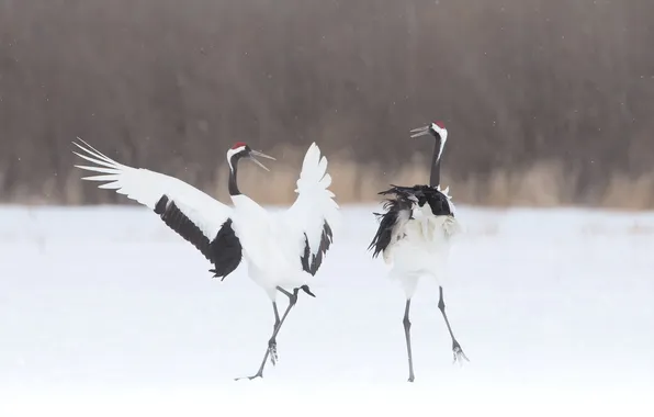 Snow, bird, red-crowned