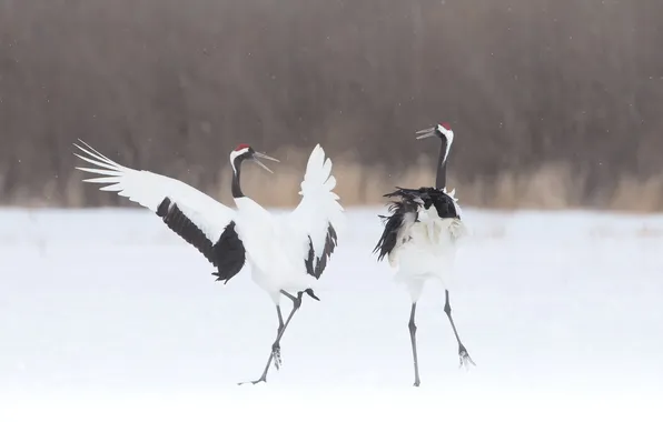 Snow, birds, red-crowned