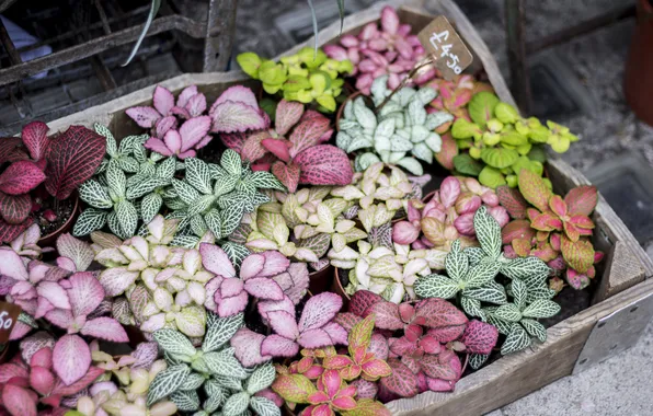 Plant, petals, different, a lot