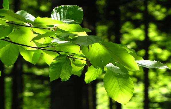 Picture greens, summer, leaves, trees, sprig, day, sunlight, in the woods