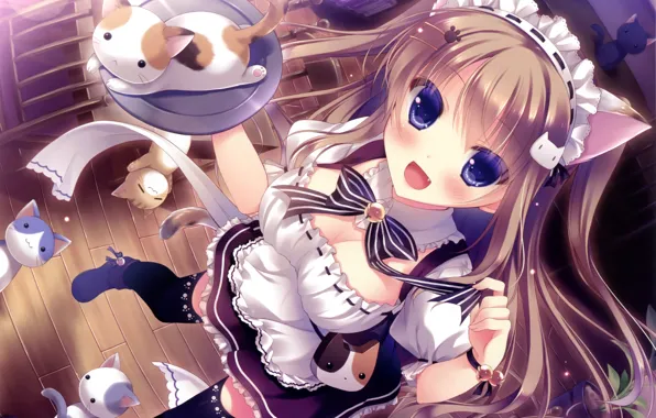 Girl, cats, seals, Nyan Cafe Macchiato