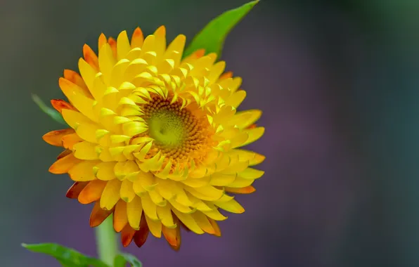 Flower, yellow, background, Fleur Walton