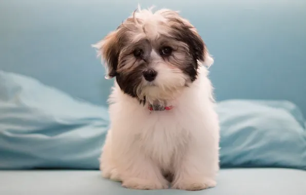 Picture dog, puppy, The Havanese