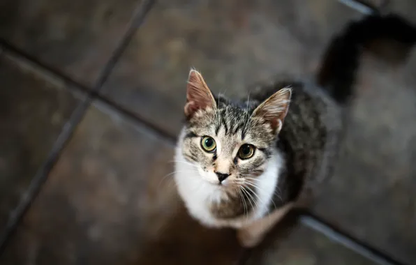 Cat, cat, look, pose, face