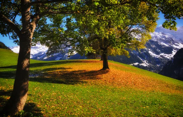 Picture autumn, grass, trees, mountains, foliage