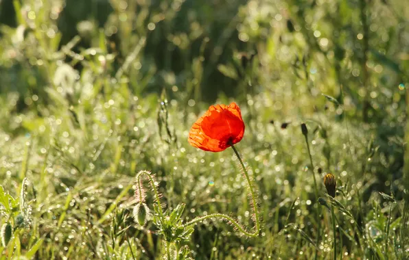Red, poppy, blooming
