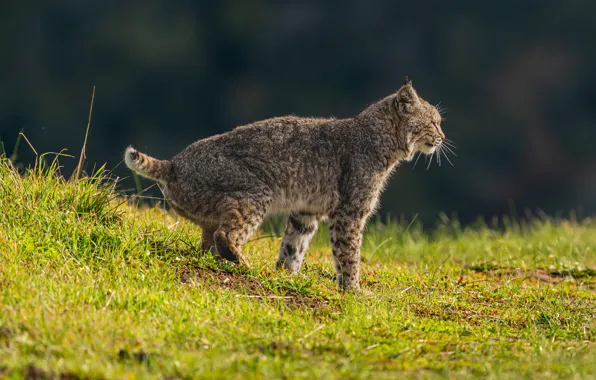Greens, grass, nature, pose, glade, spring, lynx, wild cat