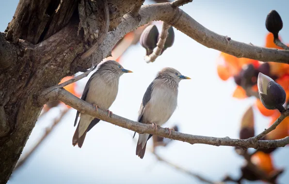 Bird, a couple, the Siberian Starling