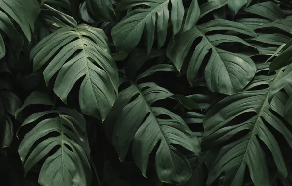 Greens, leaves, nature, background