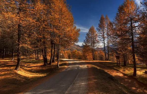 Road, autumn, forest