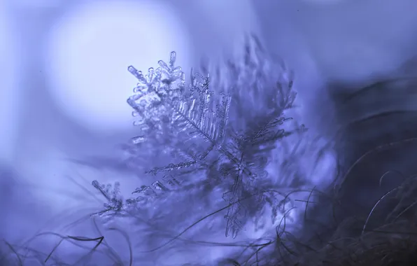 Picture macro, nature, snowflake