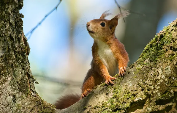 Look, pose, tree, protein, bark
