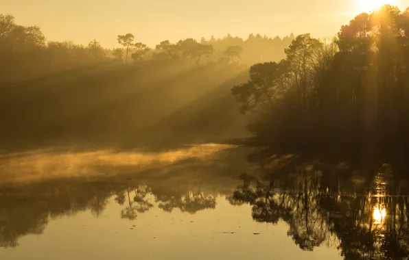 Forest, the sun, rays, light, trees, branches, nature, fog