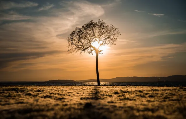 Picture field, landscape, tree, morning