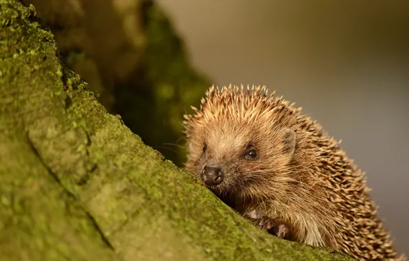 Picture stump, barb, hedgehog