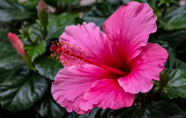Flower, leaves, macro, the dark background, pink, petals, stamens, hibiscus