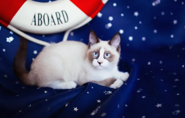Picture cat, cat, look, blue, background, dark, spot, fabric