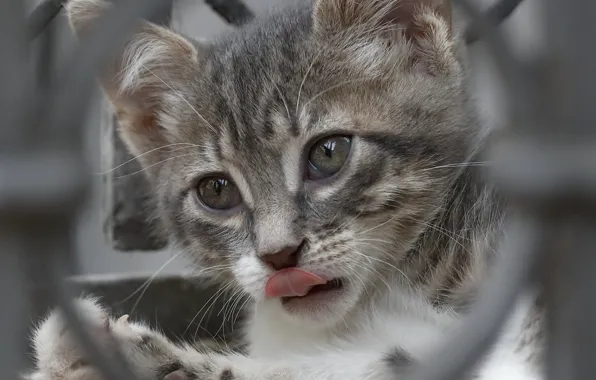 Picture look, muzzle, kitty