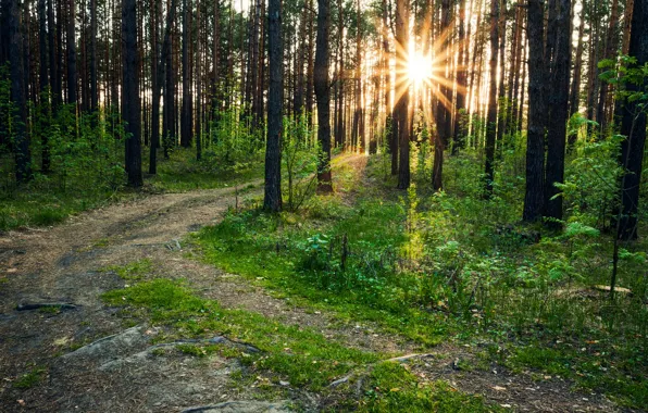 Picture forest, trees, nature, photo, trail, rays of light