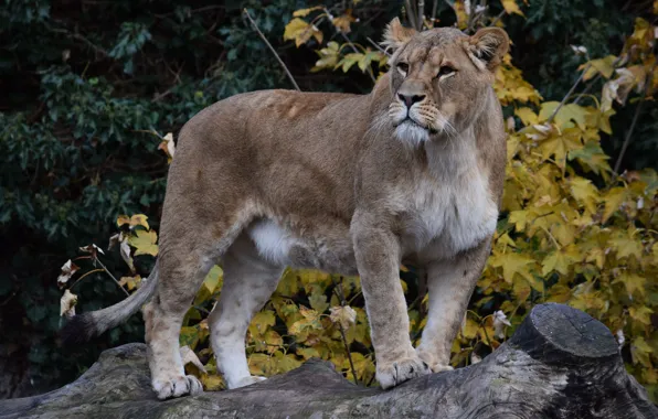 Nature, tree, lioness